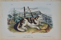 Antique Hare Indian Dog: An Original 19th Century Audubon Hand-colored Lithograph