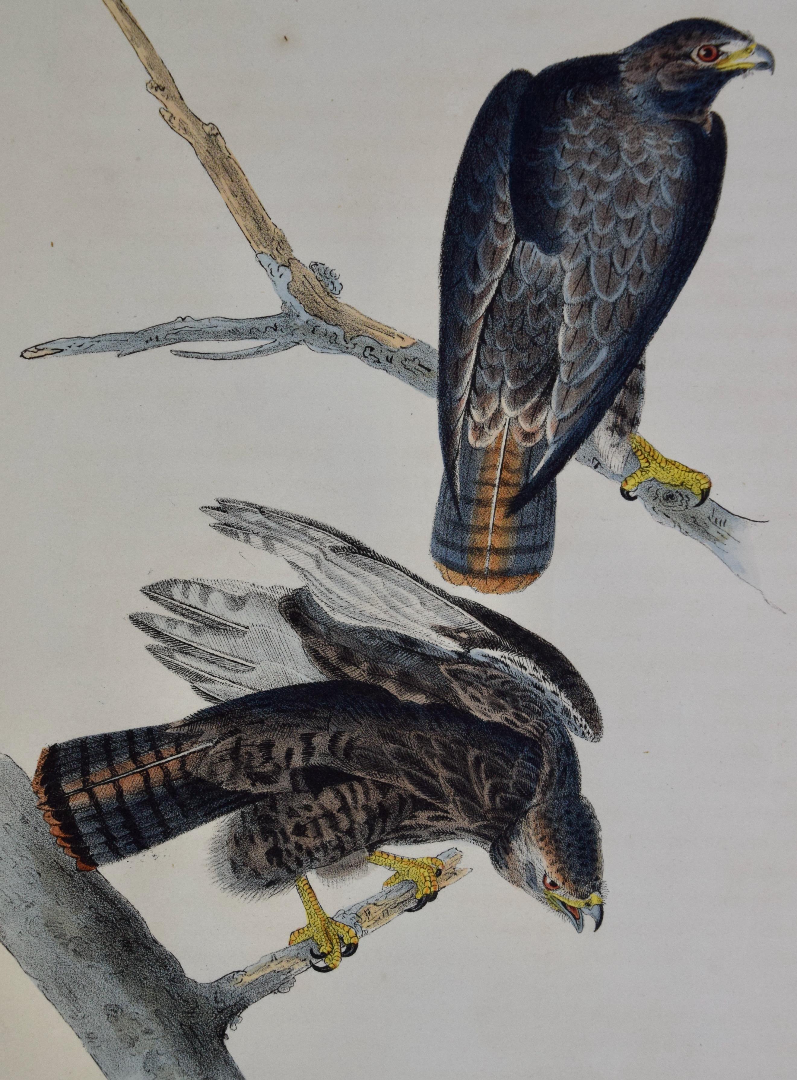 Les oiseaux de la buse de Harlan : Une lithographie originale d'Audubon, colorée à la main, datant du 19e C. - Print de John James Audubon