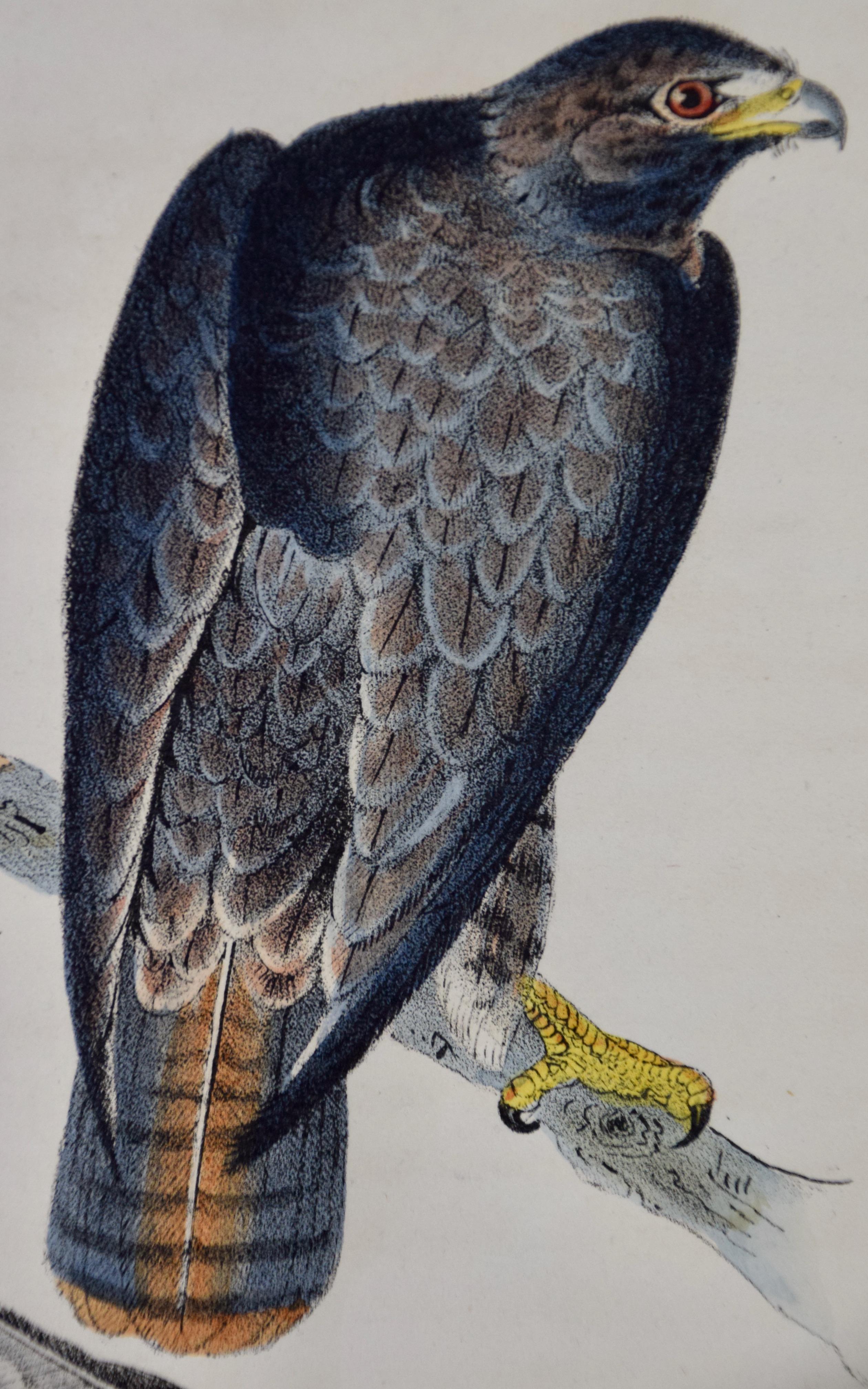 Les oiseaux de la buse de Harlan : Une lithographie originale d'Audubon, colorée à la main, datant du 19e C. - Naturalisme Print par John James Audubon