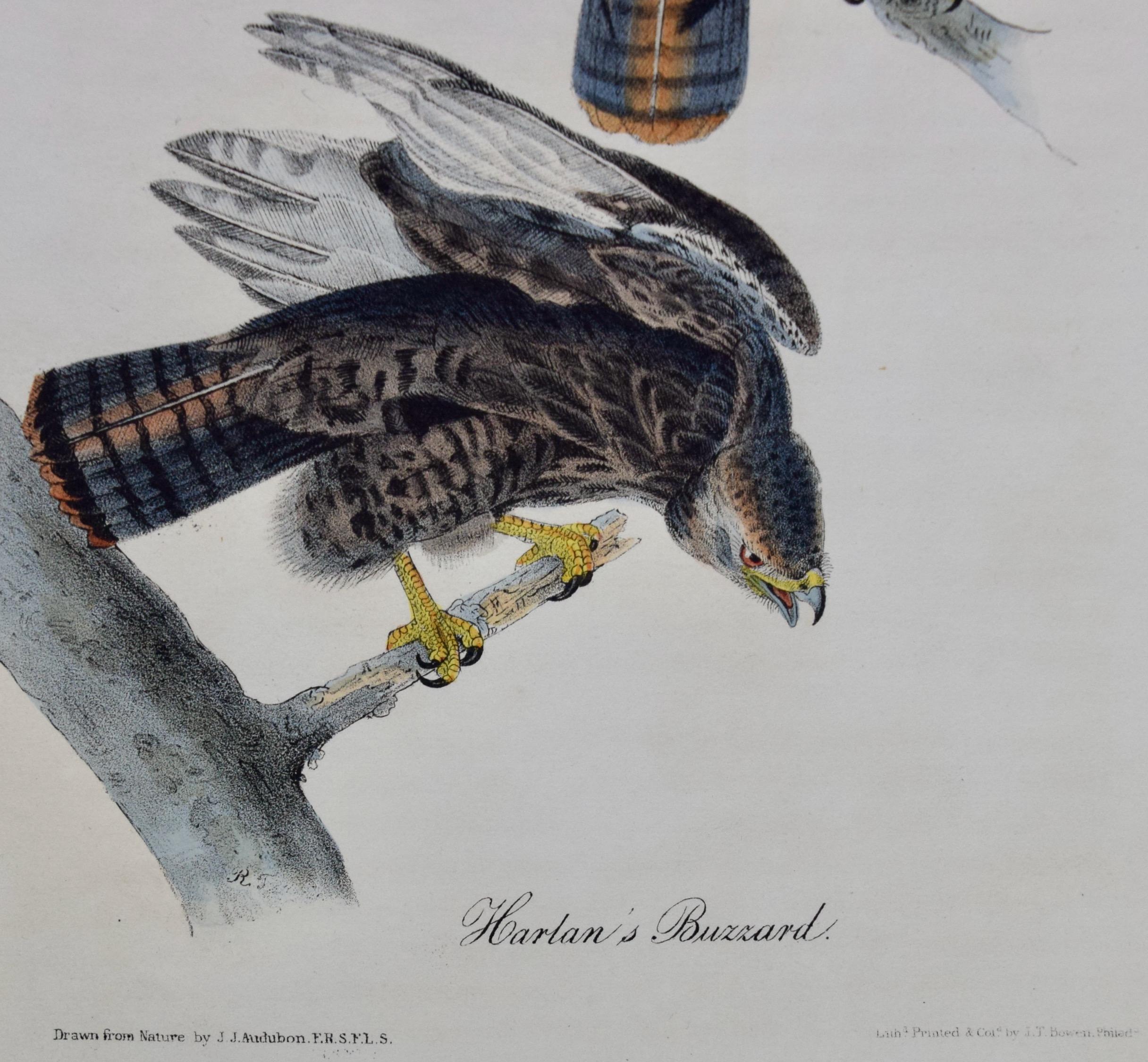 Il s'agit d'une lithographie originale de première édition de John James Audubon, coloriée à la main, intitulée 