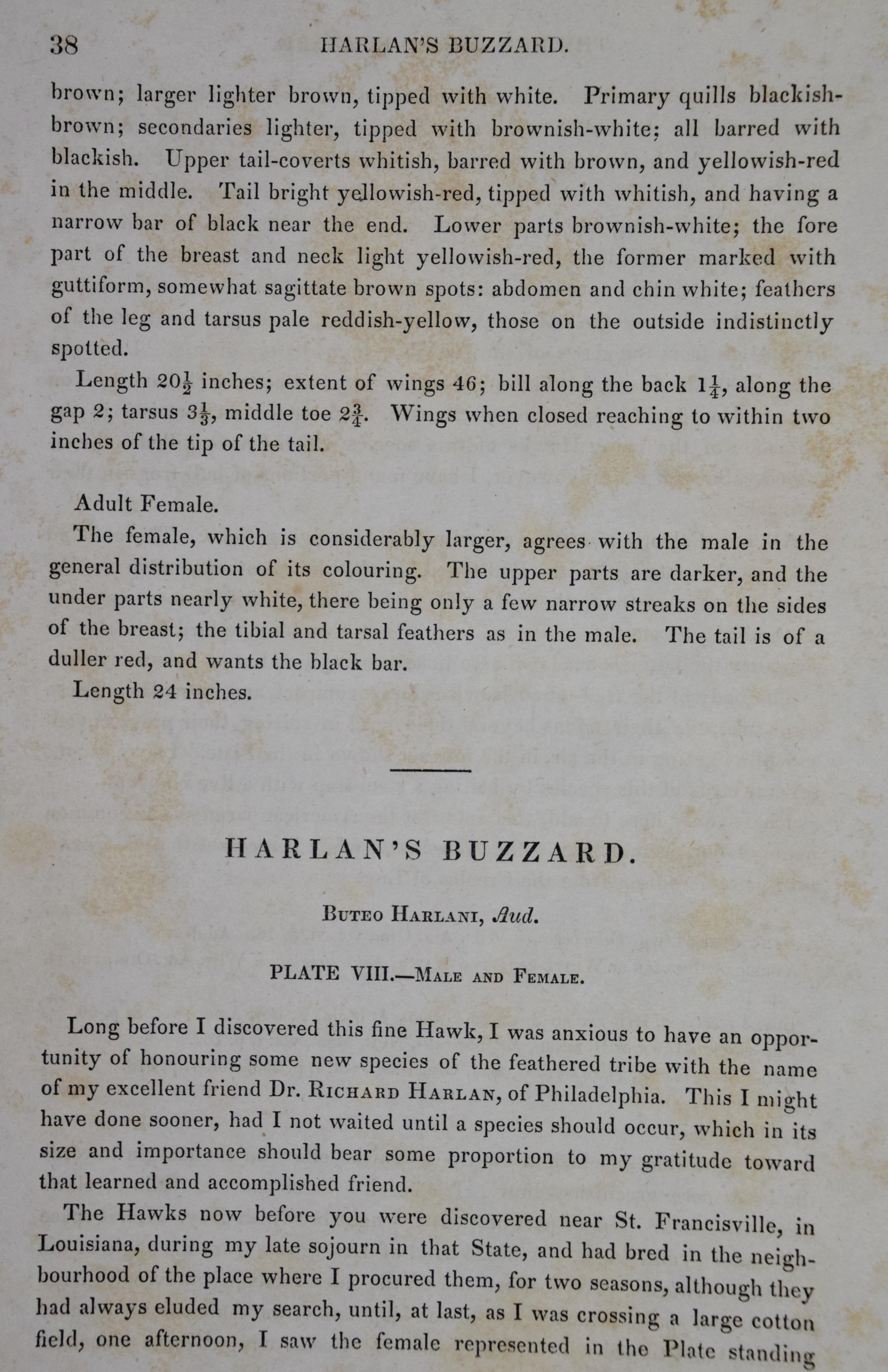 Les oiseaux de la buse de Harlan : Une lithographie originale d'Audubon, colorée à la main, datant du 19e C. en vente 1