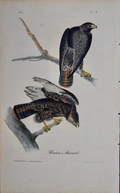 Les oiseaux de la buse de Harlan : Une lithographie originale d'Audubon, colorée à la main, datant du 19e C.