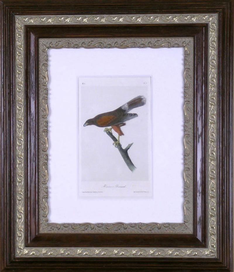 Harris Harris's Buzzard (Akademisch), Print, von John James Audubon