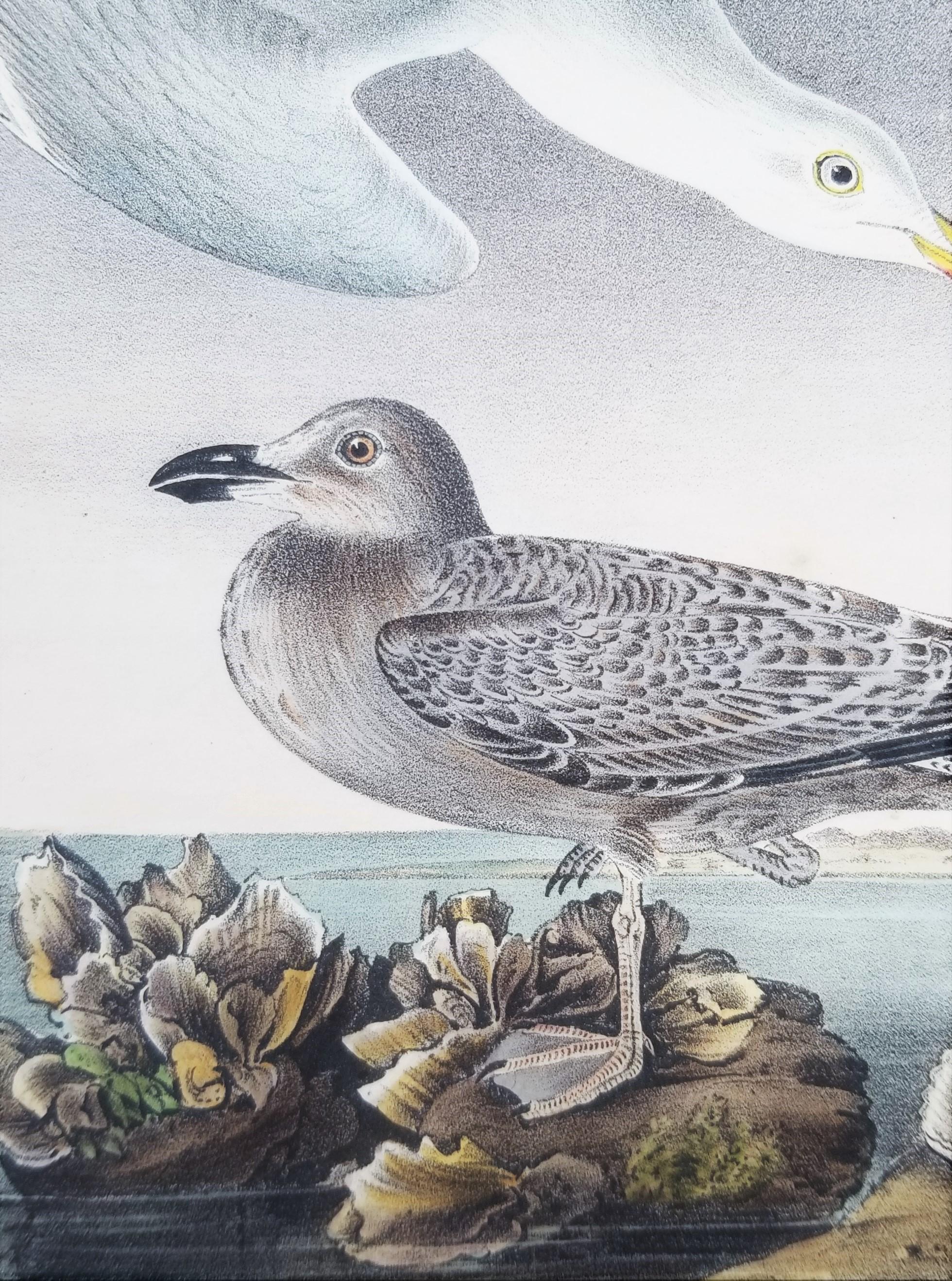 Herrscher oder silberner Gull /// Ornithology Bird John James Audubon Meereslandschaft Strand im Angebot 9