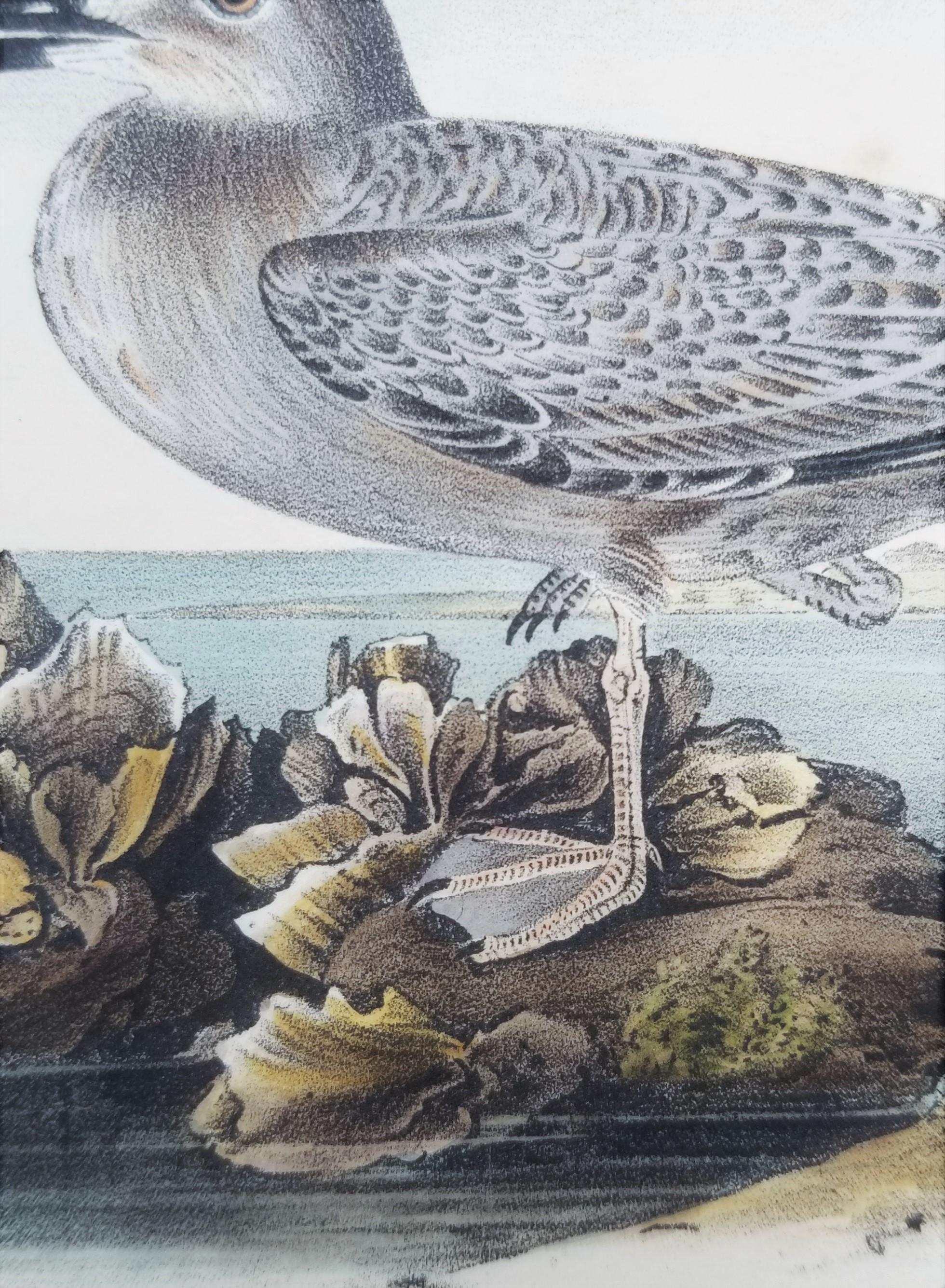 Herring or Silvery Gull /// Ornithology Bird John James Audubon Seascape Beach For Sale 10