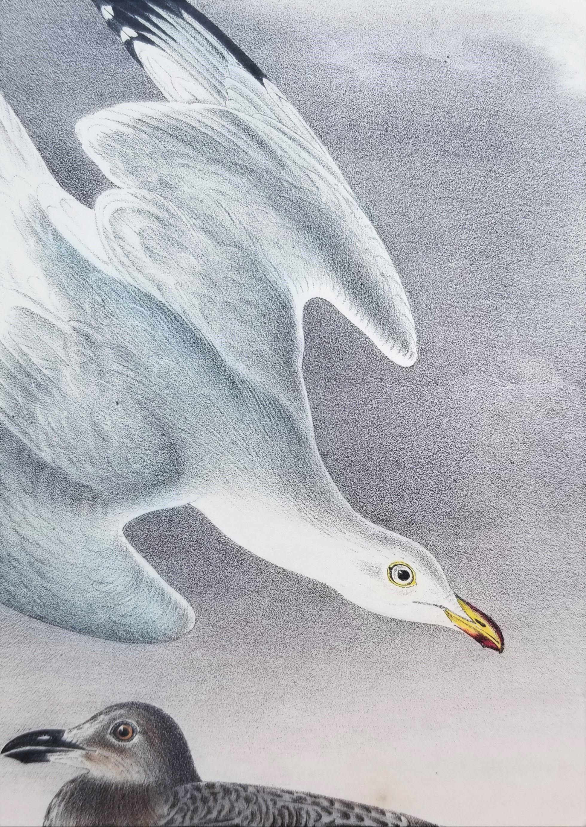 Herring or Silvery Gull /// Ornithology Bird John James Audubon Seascape Beach For Sale 11