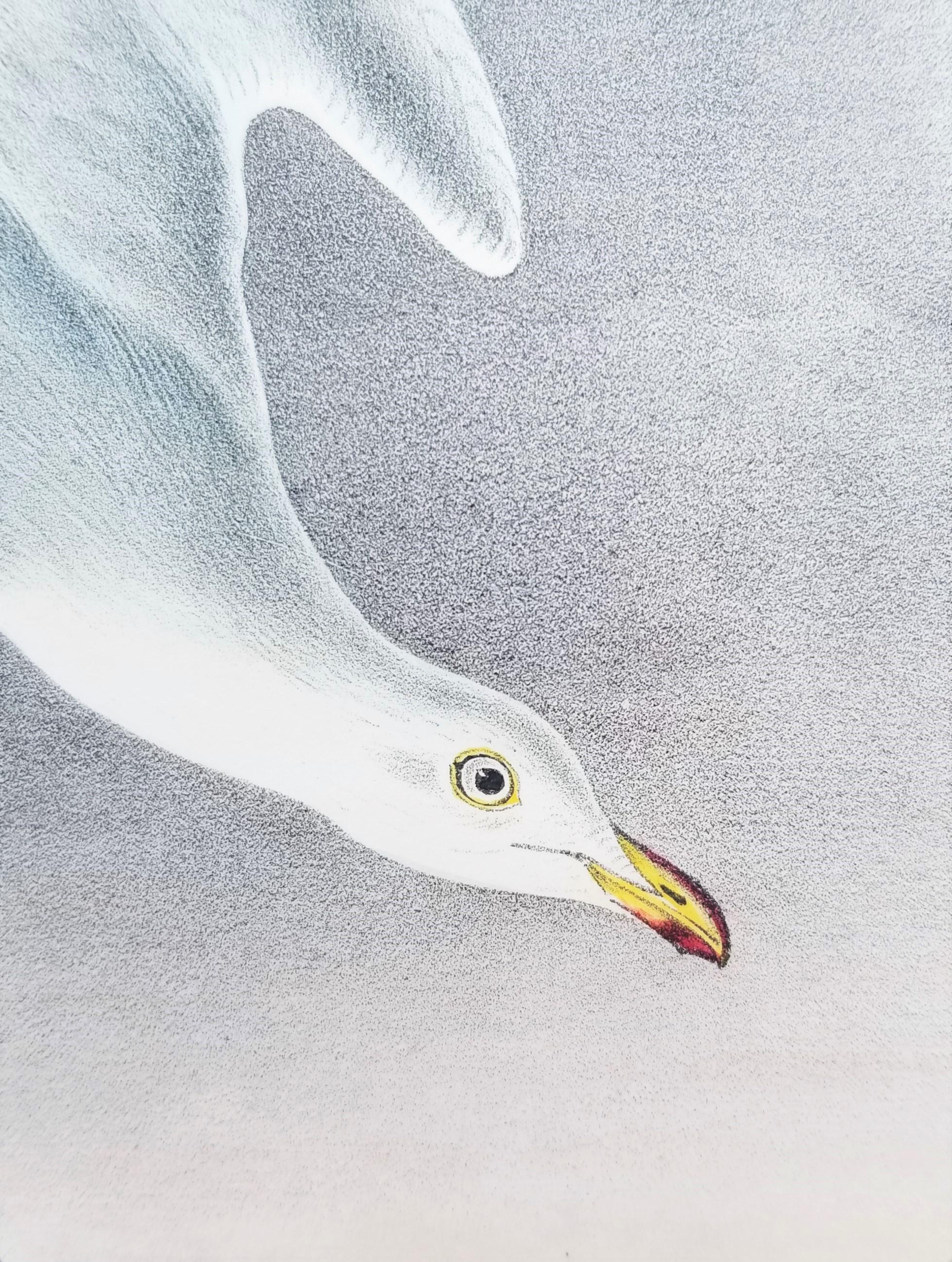 Herrscher oder silberner Gull /// Ornithology Bird John James Audubon Meereslandschaft Strand im Angebot 12