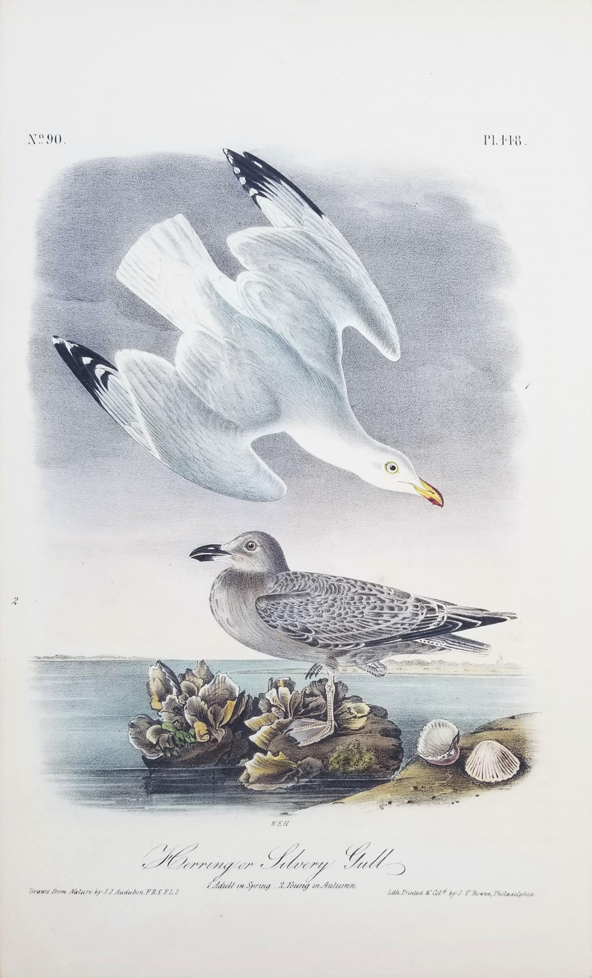 Herring or Silvery Gull /// Ornithology Bird John James Audubon Seascape Beach For Sale 1