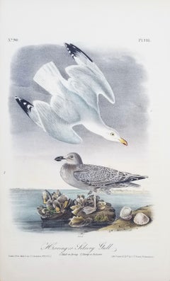 Herring or Silvery Gull /// Ornithology Bird John James Audubon Seascape Beach
