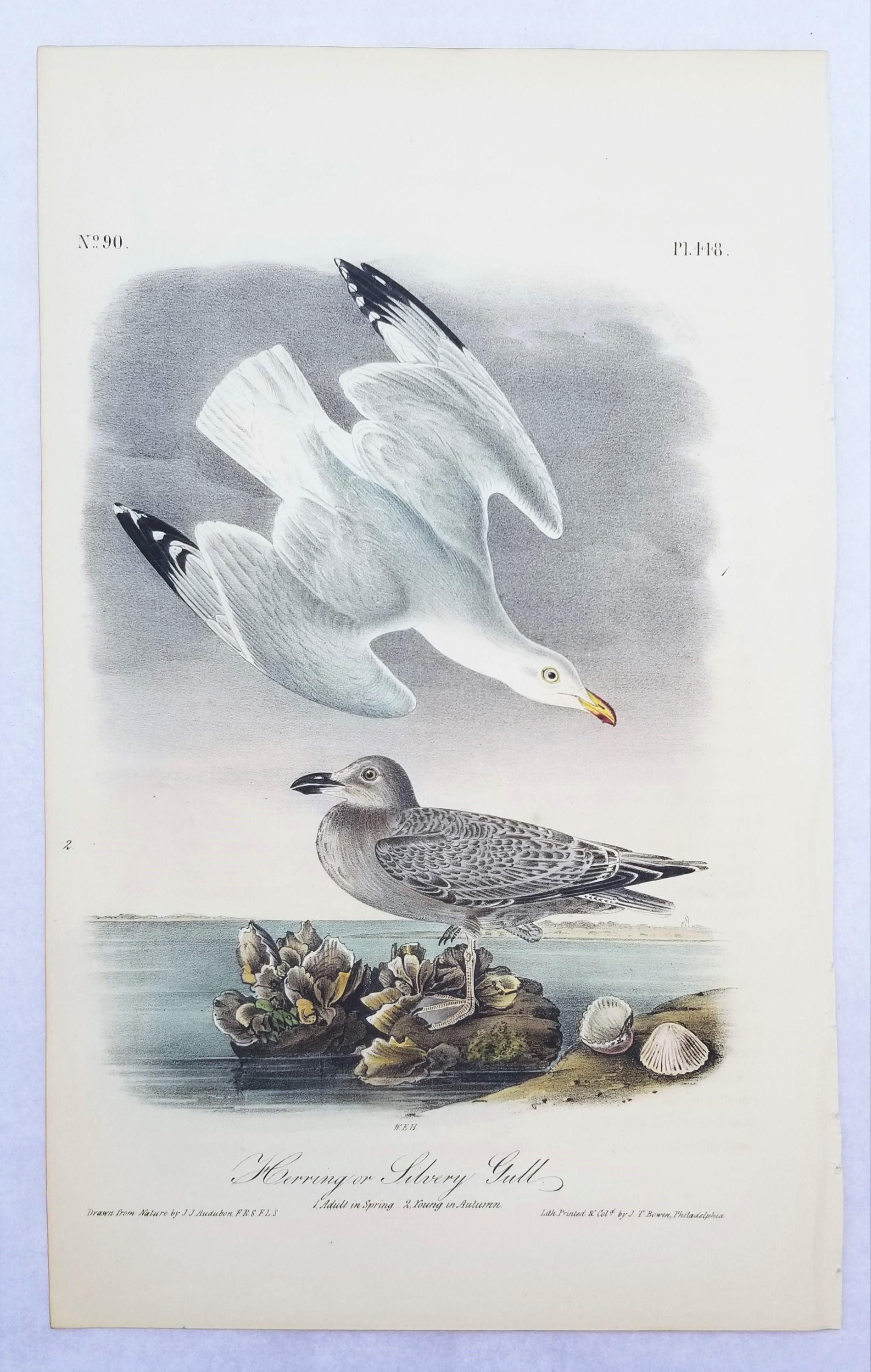Herring or Silvery Gull /// Ornithology Bird John James Audubon Seascape Beach For Sale 2