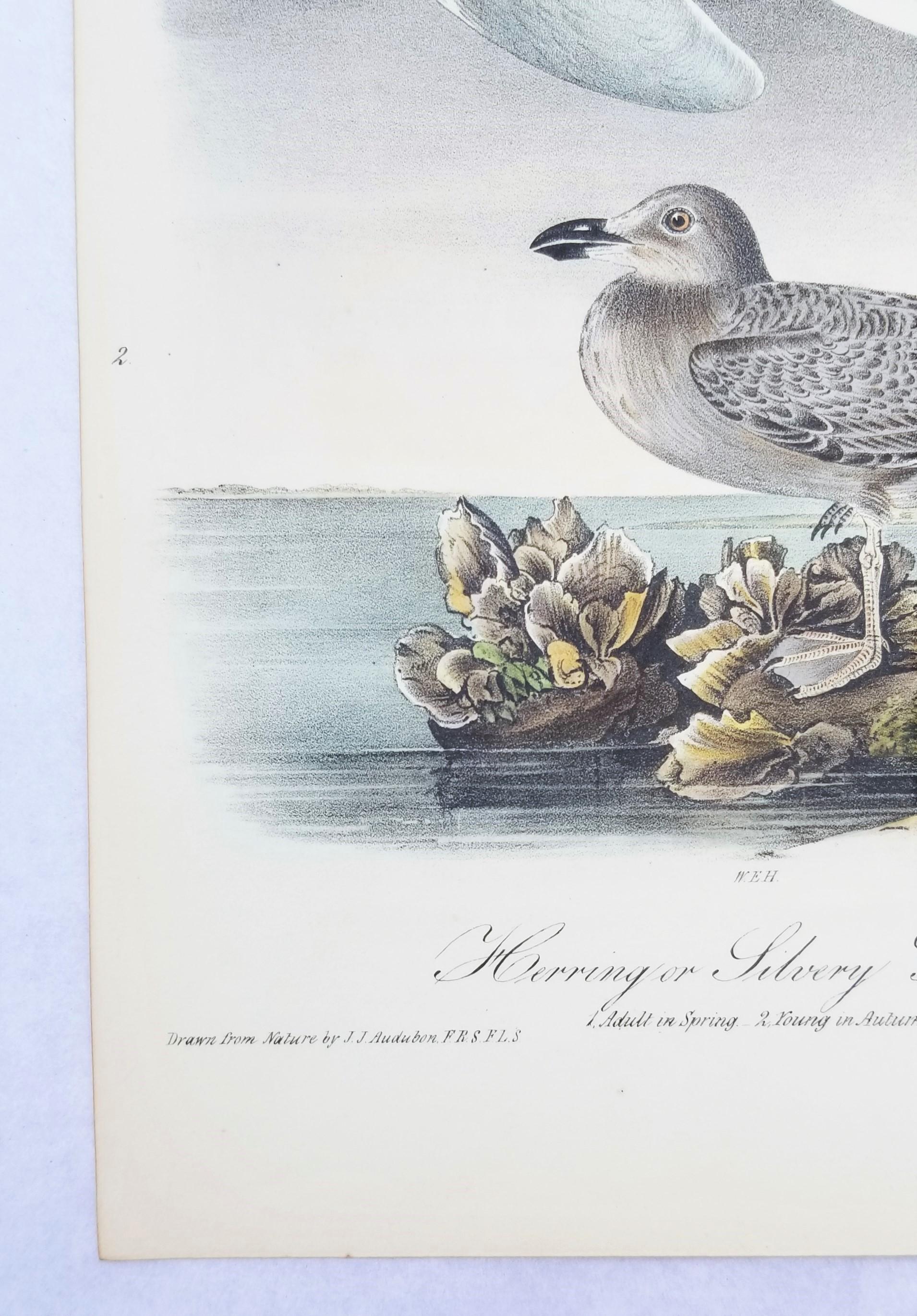 Herring or Silvery Gull /// Ornithology Bird John James Audubon Seascape Beach For Sale 3
