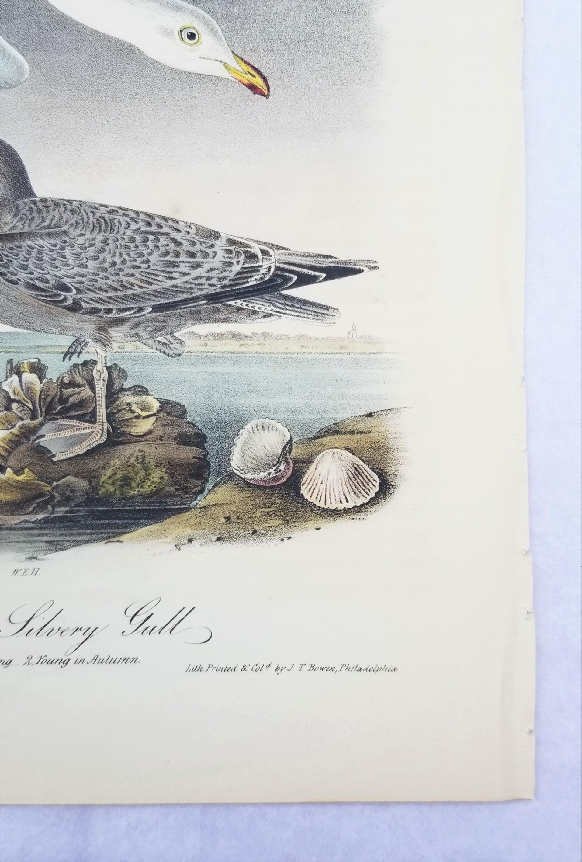 Herrscher oder silberner Gull /// Ornithology Bird John James Audubon Meereslandschaft Strand im Angebot 6