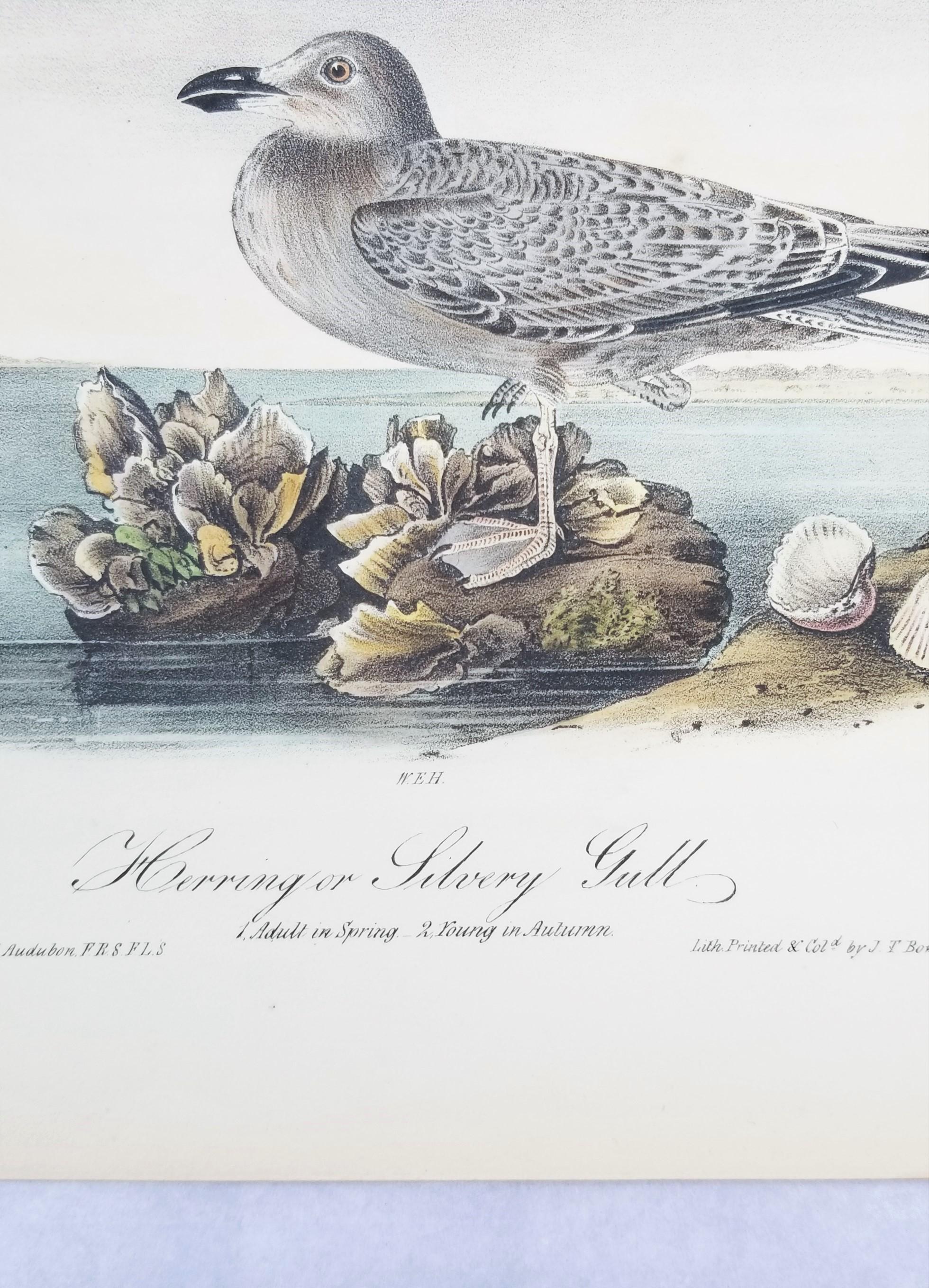 Gaviota argéntea o gaviota plateada /// Ornitología Ave John James Audubon Paisaje marino Playa en venta 8