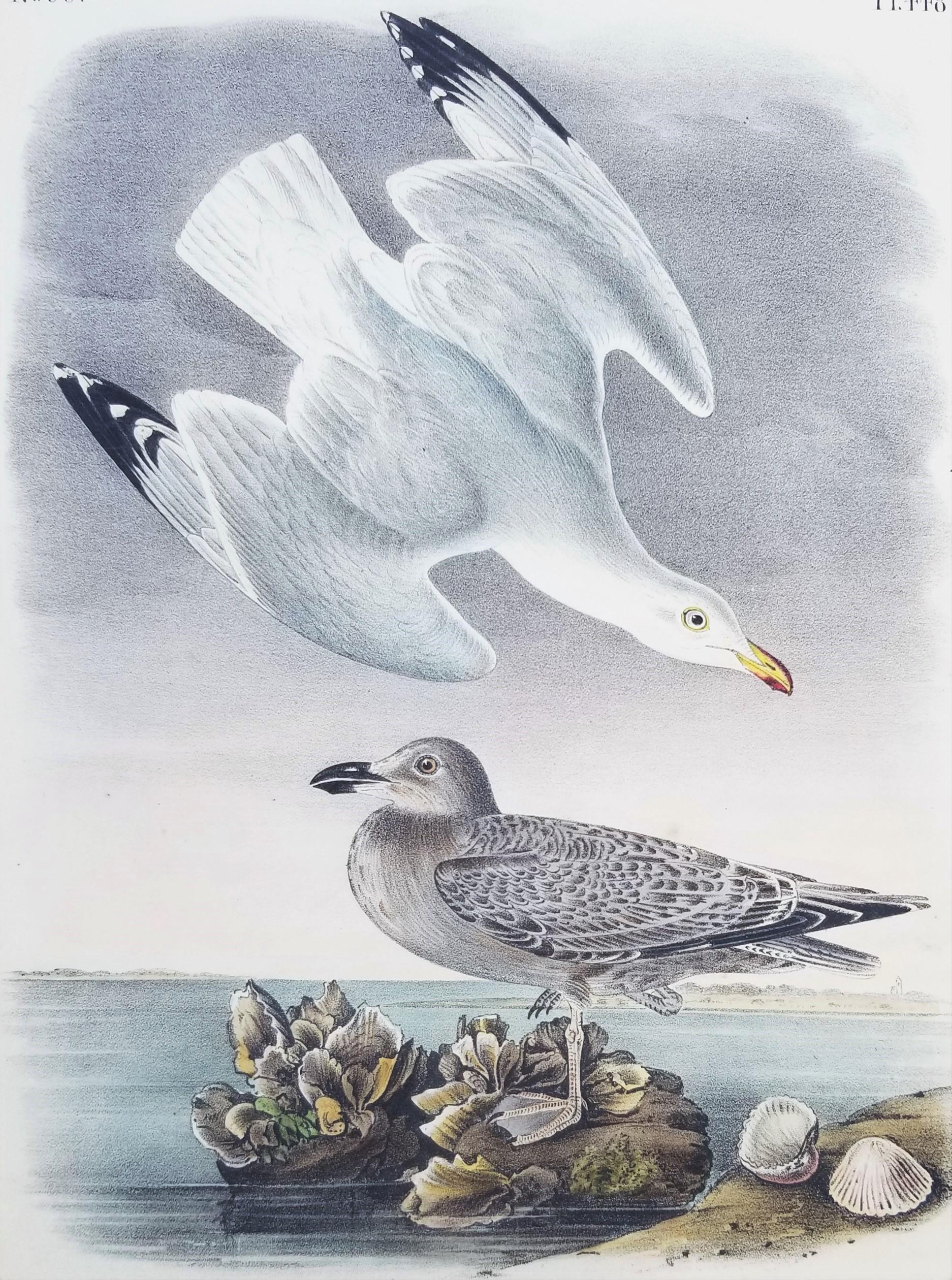 Artist: John James Audubon (American, 1785-1851)
Title: "Herring or Silvery Gull" (Plate 448, No. 90)
Portfolio: The Birds of America, First Royal Octavo Edition
Year: 1840-1844
Medium: Original Hand-Colored Lithograph on wove paper
Limited edition:
