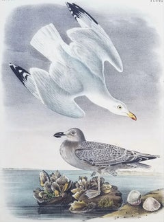 Herring or Silvery Gull /// Ornithology Bird John James Audubon Seascape Beach