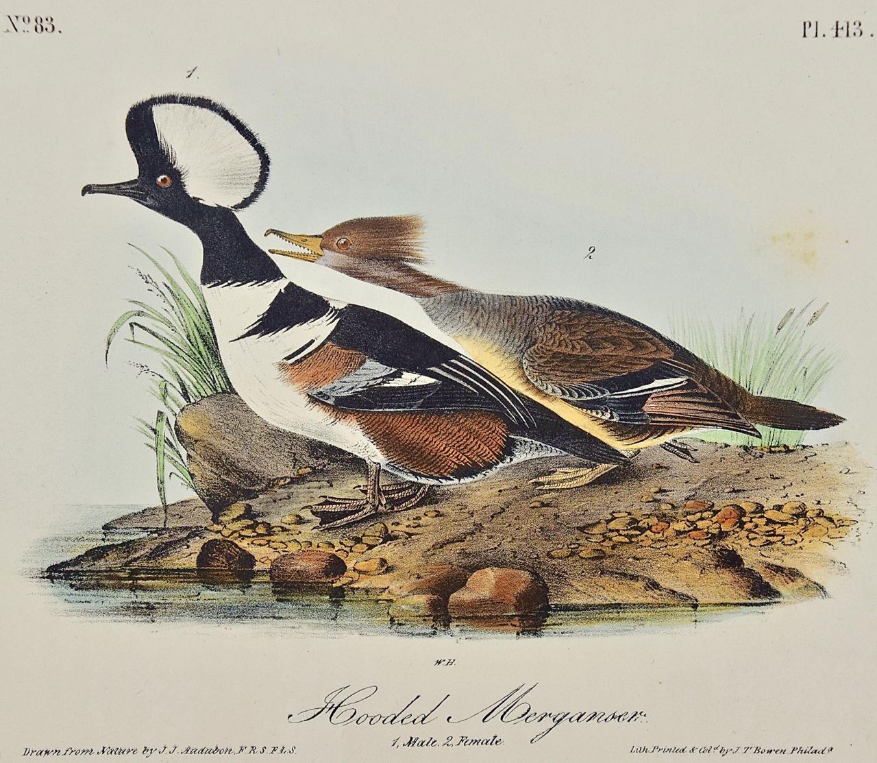 Hooded Merganser: Original First Edition Hand Colored Audubon Bird Lithograph  - Print by John James Audubon