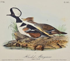 Hooded Merganser: Original First Edition Hand Colored Audubon Bird Lithograph