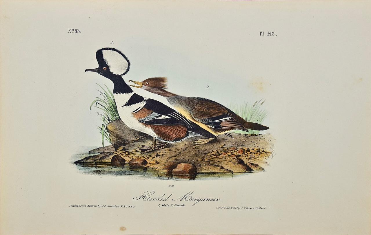 John James Audubon Landscape Print - Hooded Merganser: Original First Edition Hand Colored Audubon Bird Lithograph 