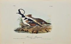 Merganser à capuche : Lithographie originale d'oiseau Audubon colorée à la main 