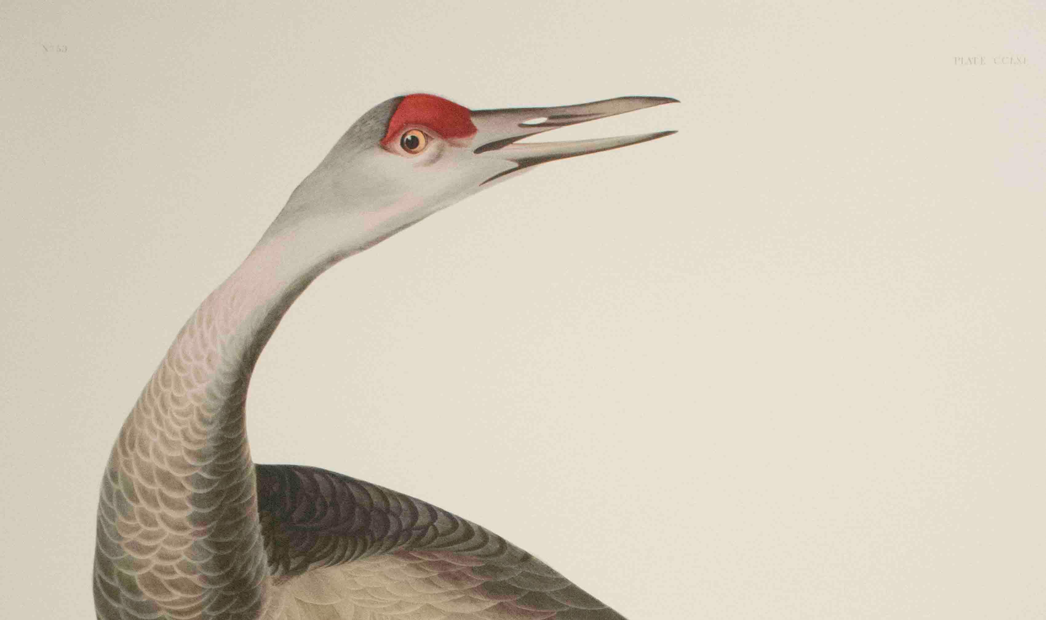 Hooping Crane, Edition Pl. 261 - Naturalistic Print by After John James Audubon