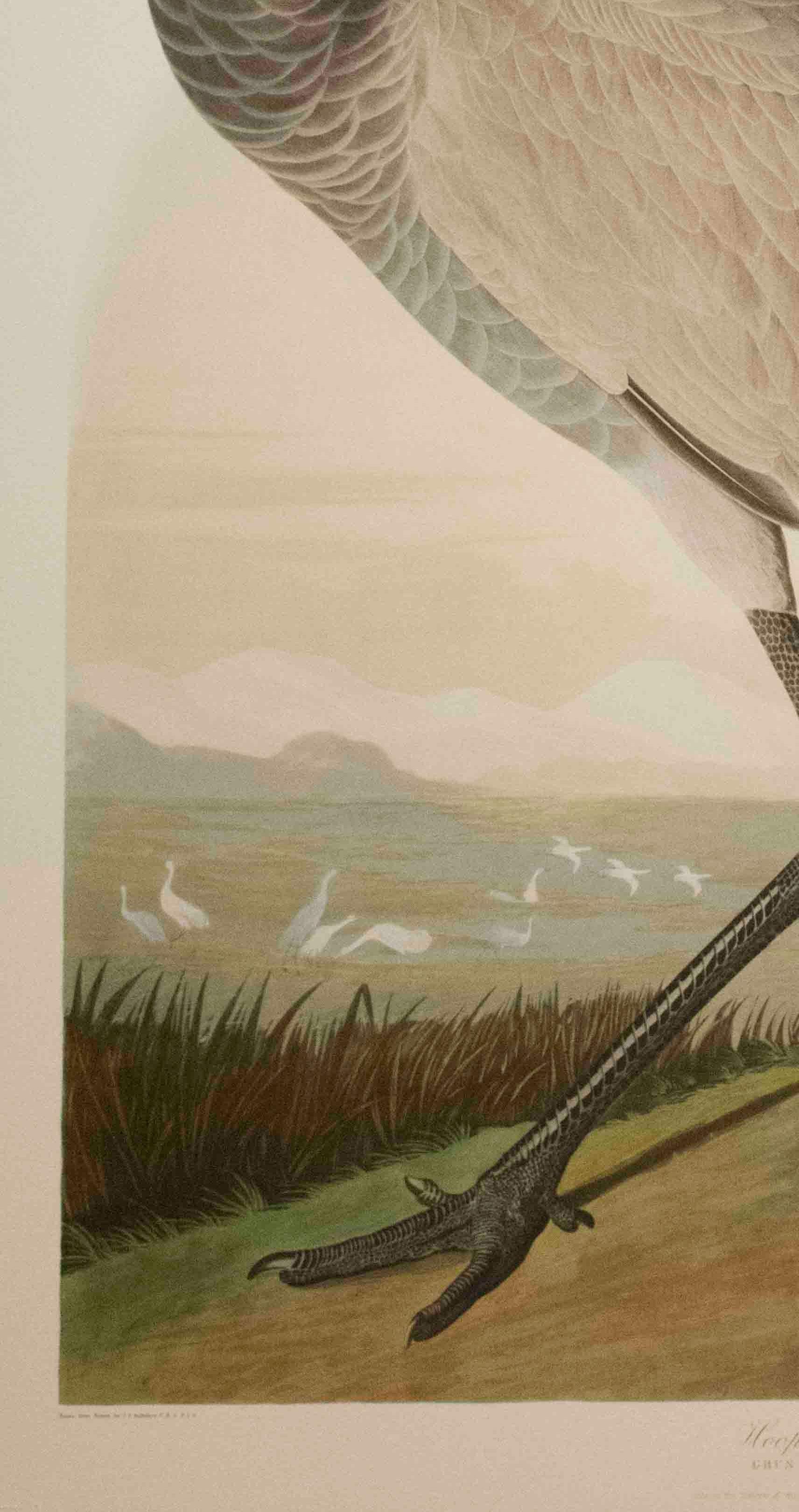 Hooping Crane, Edition Pl. 261 - Beige Print by After John James Audubon
