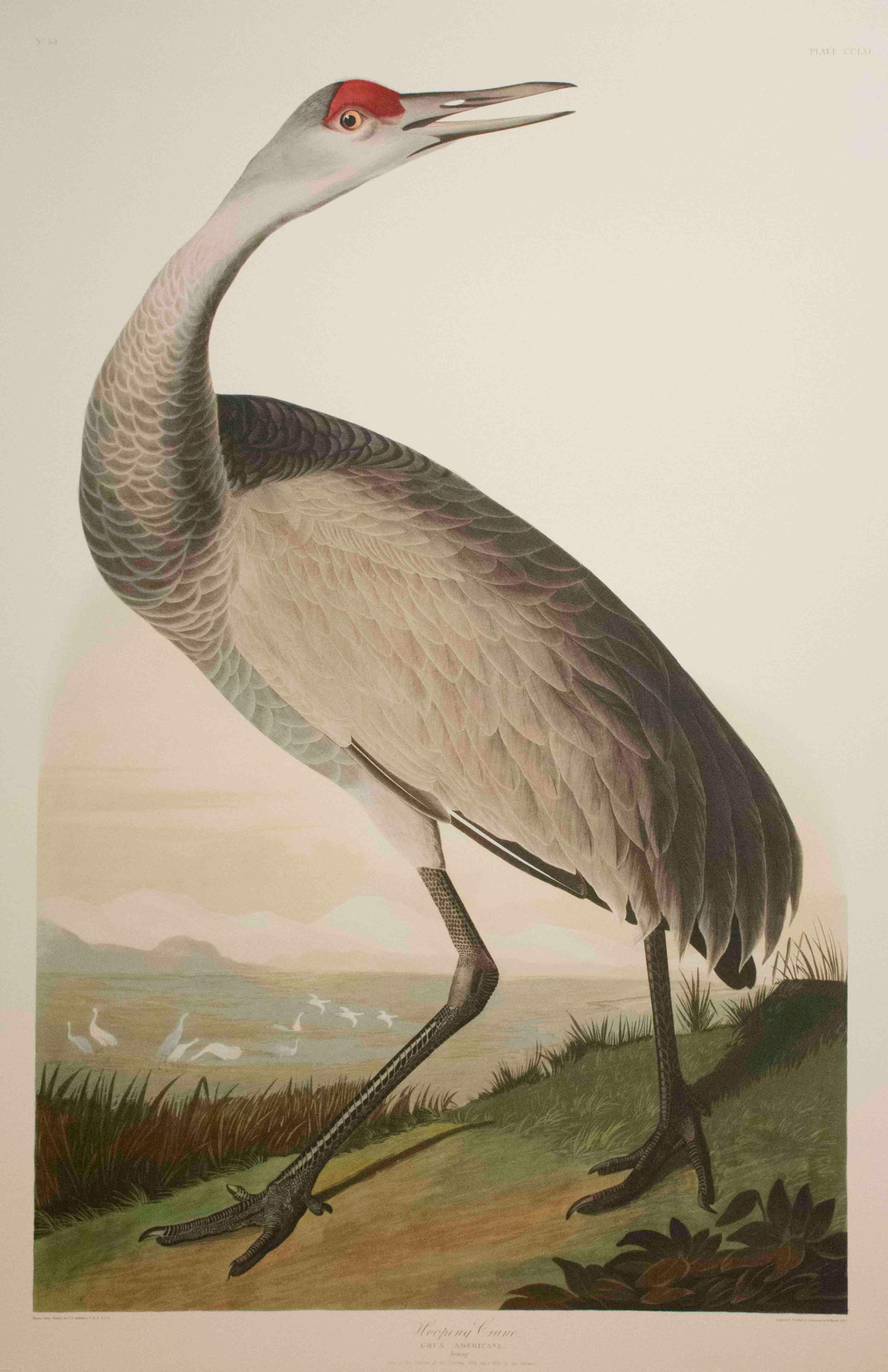 audubon crane print