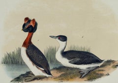 Horned Grebe: An Original 19th C. Audubon Hand-colored Bird Lithograph