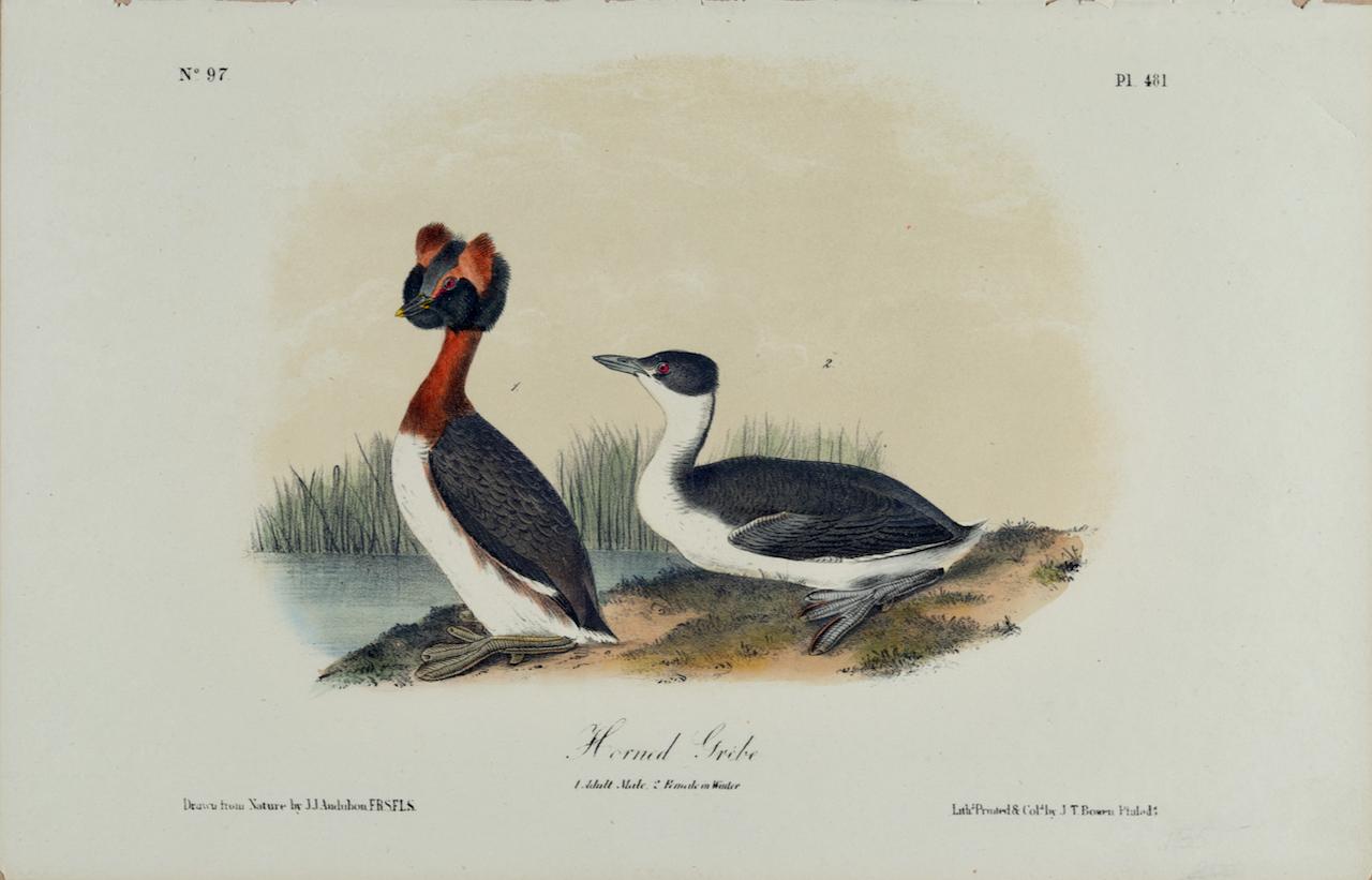 Horned Grebe: An Original 19th C. Audubon Hand-colored Bird Lithograph 