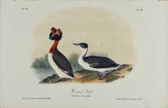 Horned Grebe: An Original 19th C. Audubon Hand-colored Bird Lithograph 