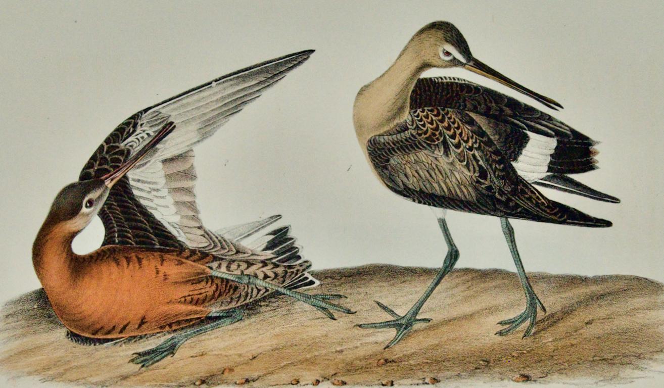 Lithographie d'oiseaux Hudsonian Godwit 19e siècle 1ère édition octogonale Audubon colorée à la main - Print de John James Audubon