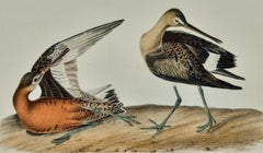 Hudsonian Godwit 19th C. 1st Octavo Edition Audubon Hand-colored Bird Lithograph