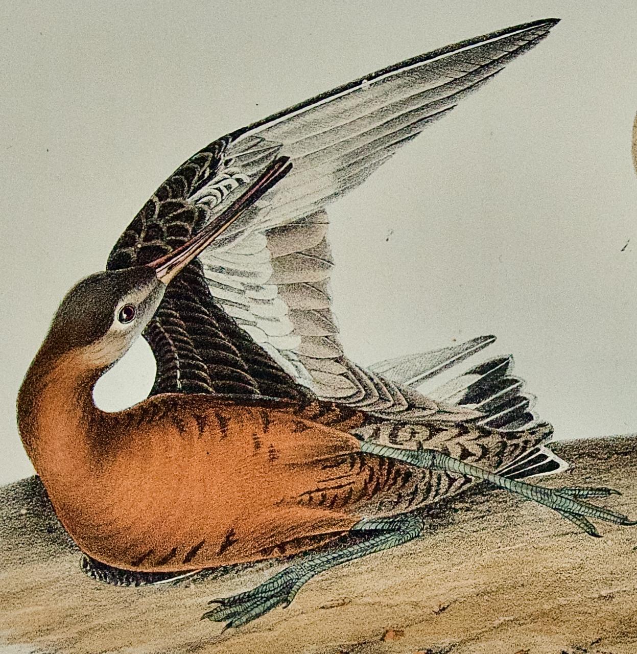 Lithographie d'oiseaux Hudsonian Godwit 19e siècle 1ère édition octogonale Audubon colorée à la main - Naturalisme Print par John James Audubon