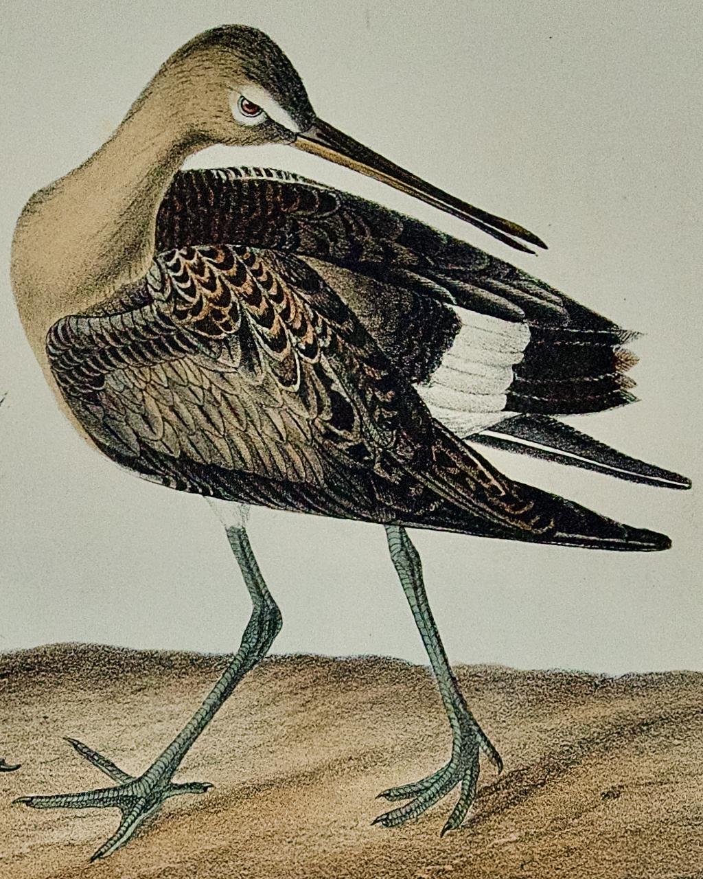 Il s'agit d'une lithographie originale du 19ème siècle de John James Audubon, coloriée à la main, 1ère édition octavo, intitulée 