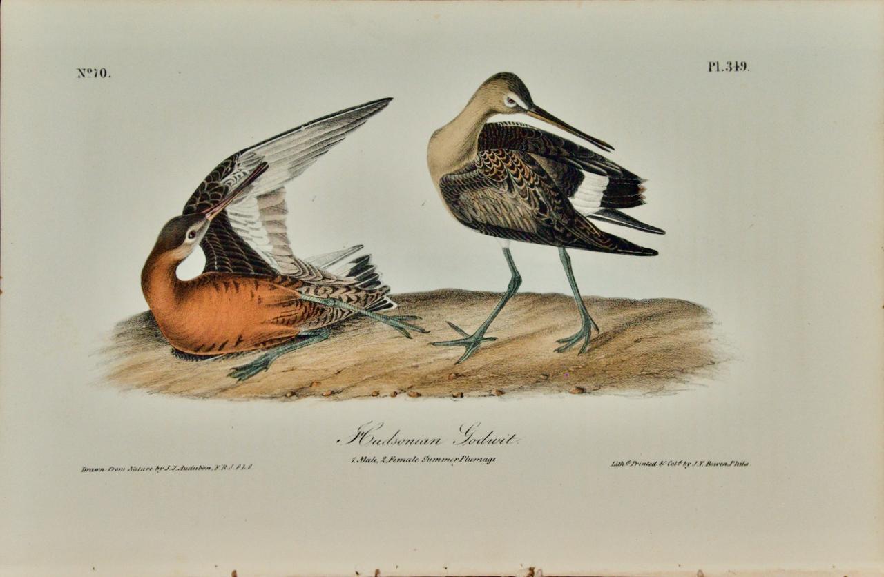 Animal Print John James Audubon - Lithographie d'oiseaux Hudsonian Godwit 19e siècle 1ère édition octogonale Audubon colorée à la main