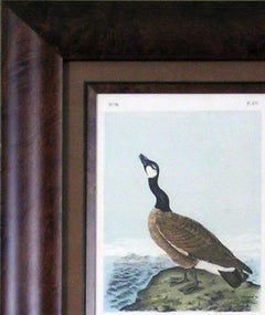 Hutchin's Goose