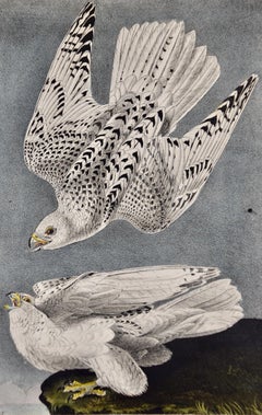 Iceland o Gyr Falcon: Una prima edizione originale. Litografia di uccelli colorata a mano di Audubon
