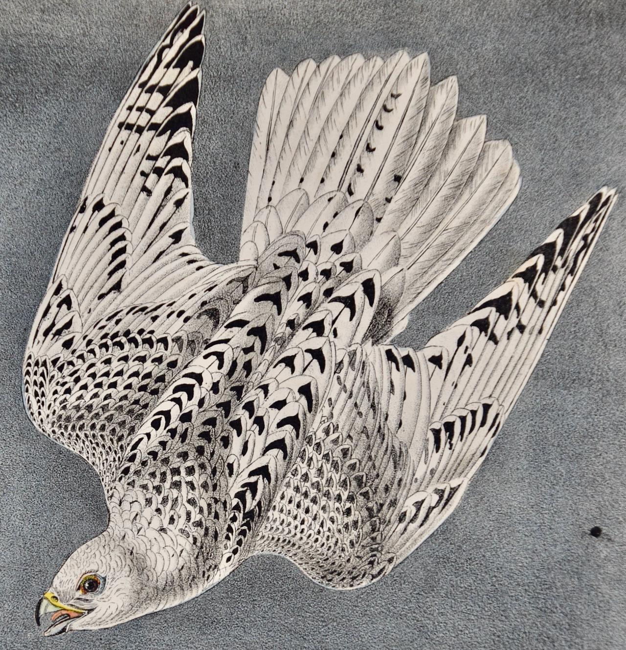 Iceland or Gyr Falcon: An Original 1st Ed. Audubon Hand-colored Bird Lithograph  - Naturalistic Print by John James Audubon