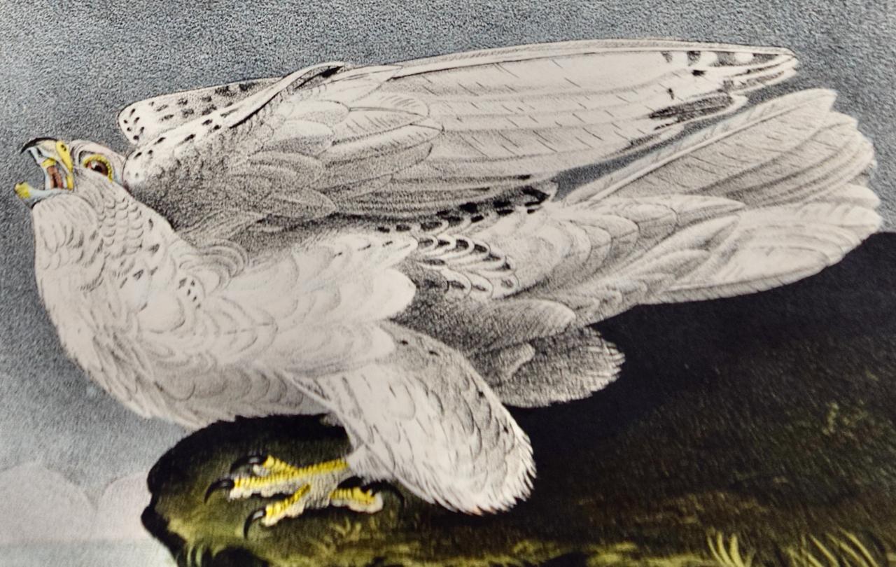 Iceland ou Gyr Falcon: An Original 1st Ed. Lithographie d'oiseaux colorée à la main Audubon  - Beige Animal Print par John James Audubon