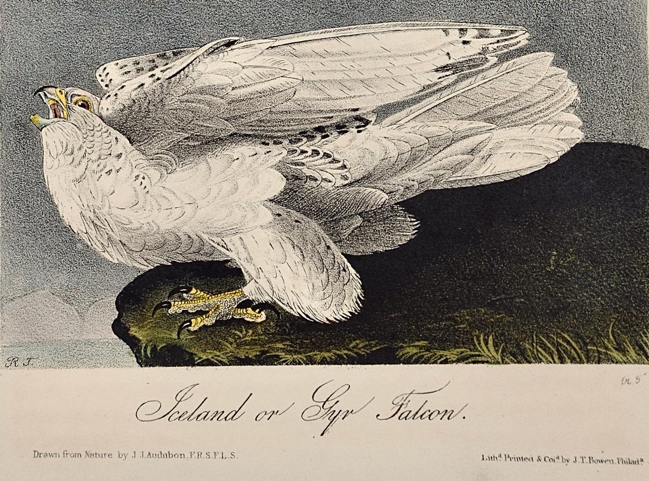 Il s'agit d'une rare lithographie originale de John James Audubon, coloriée à la main, intitulée 