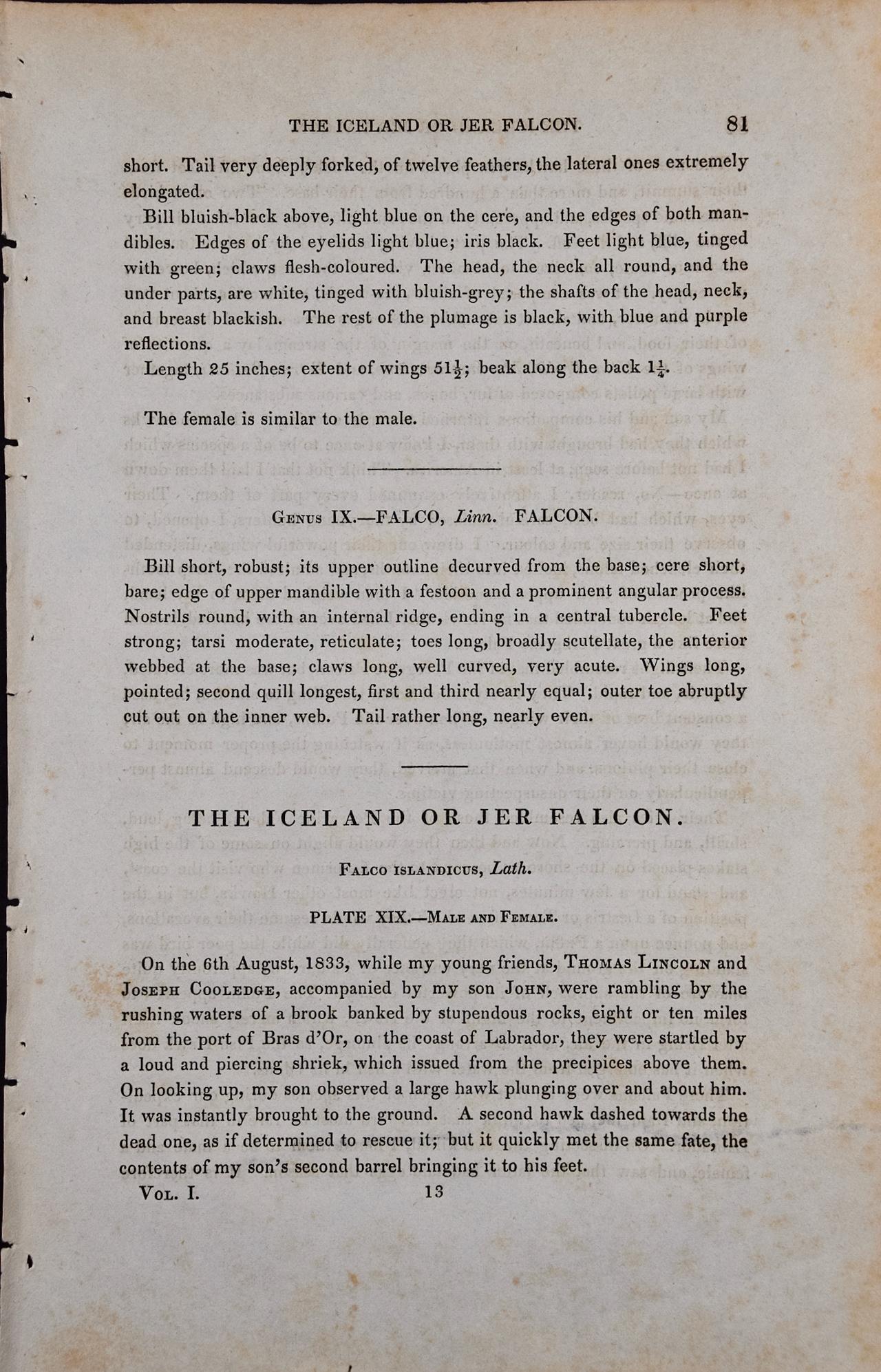 Iceland or Gyr Falcon: An Original 1st Ed. Audubon Hand-colored Bird Lithograph  For Sale 1