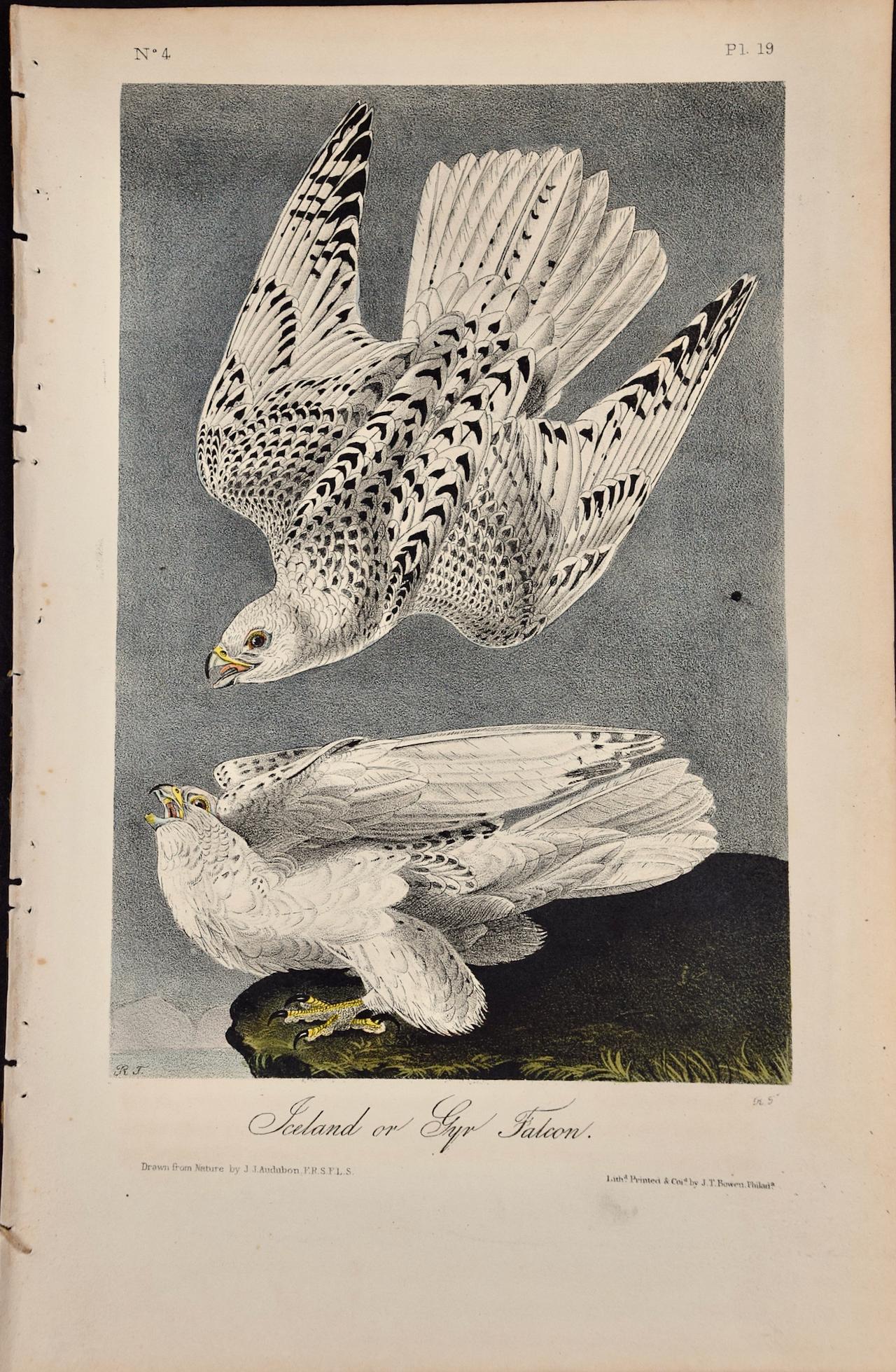 John James Audubon Animal Print - Iceland or Gyr Falcon: An Original 1st Ed. Audubon Hand-colored Bird Lithograph 
