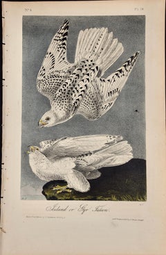 Iceland or Gyr Falcon: Ein Original, 1. Auflage. Handkolorierte Vogellithographie von Audubon 