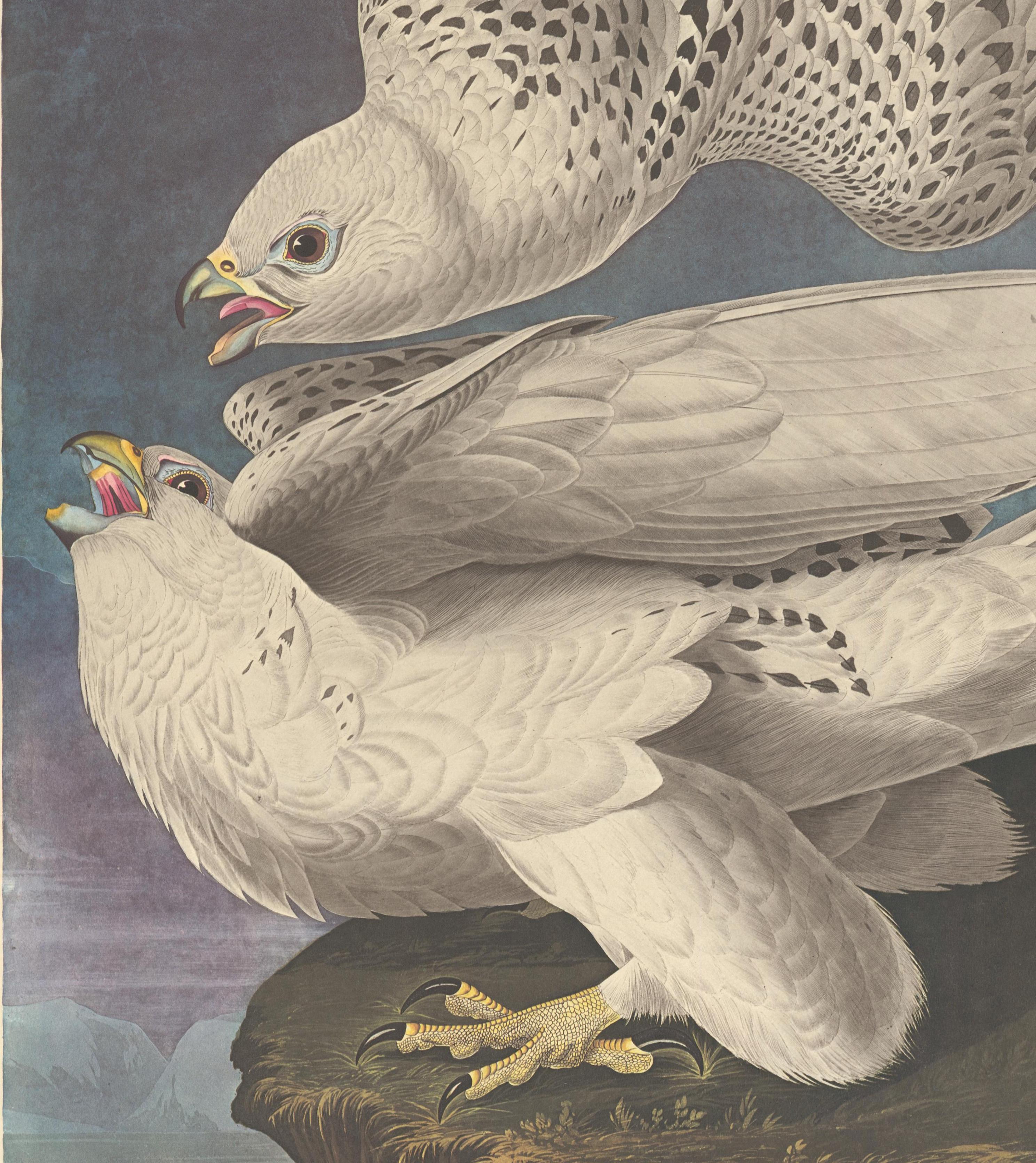  Islande ou Gyr Falcon d'après John James Audubon, édition Amsterdam en vente 1