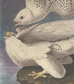 Iceland or Gyr Falcon after John James Audubon, Amsterdam Edition
