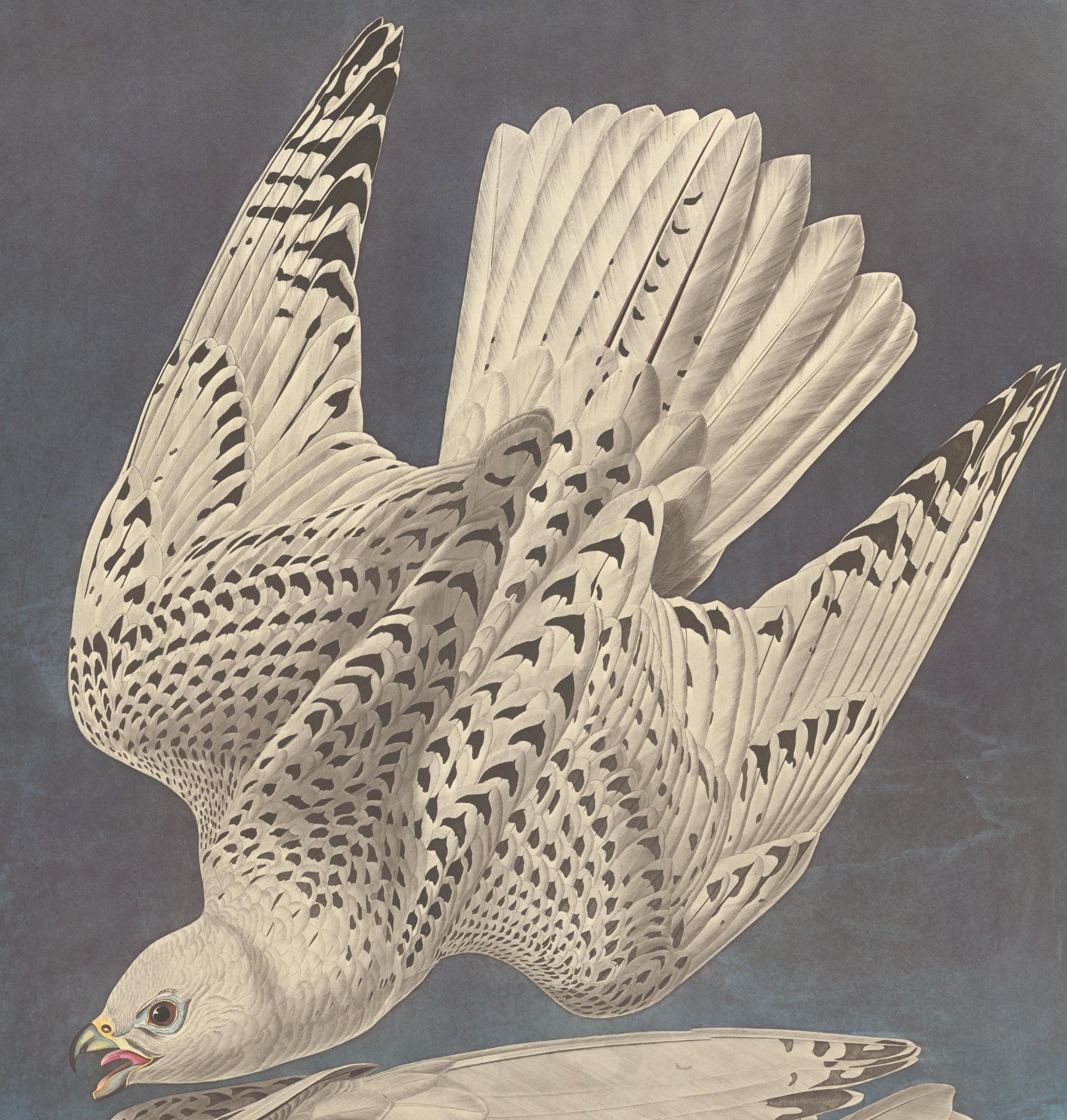 Plate CCCLXVI, Iceland or Gyr Falcon, posthumous reproduction after John James Audubon from The Birds of America, the Amsterdam Edition, printed in Amsterdam, 1971-73. Original multicolored photo-offset print. 