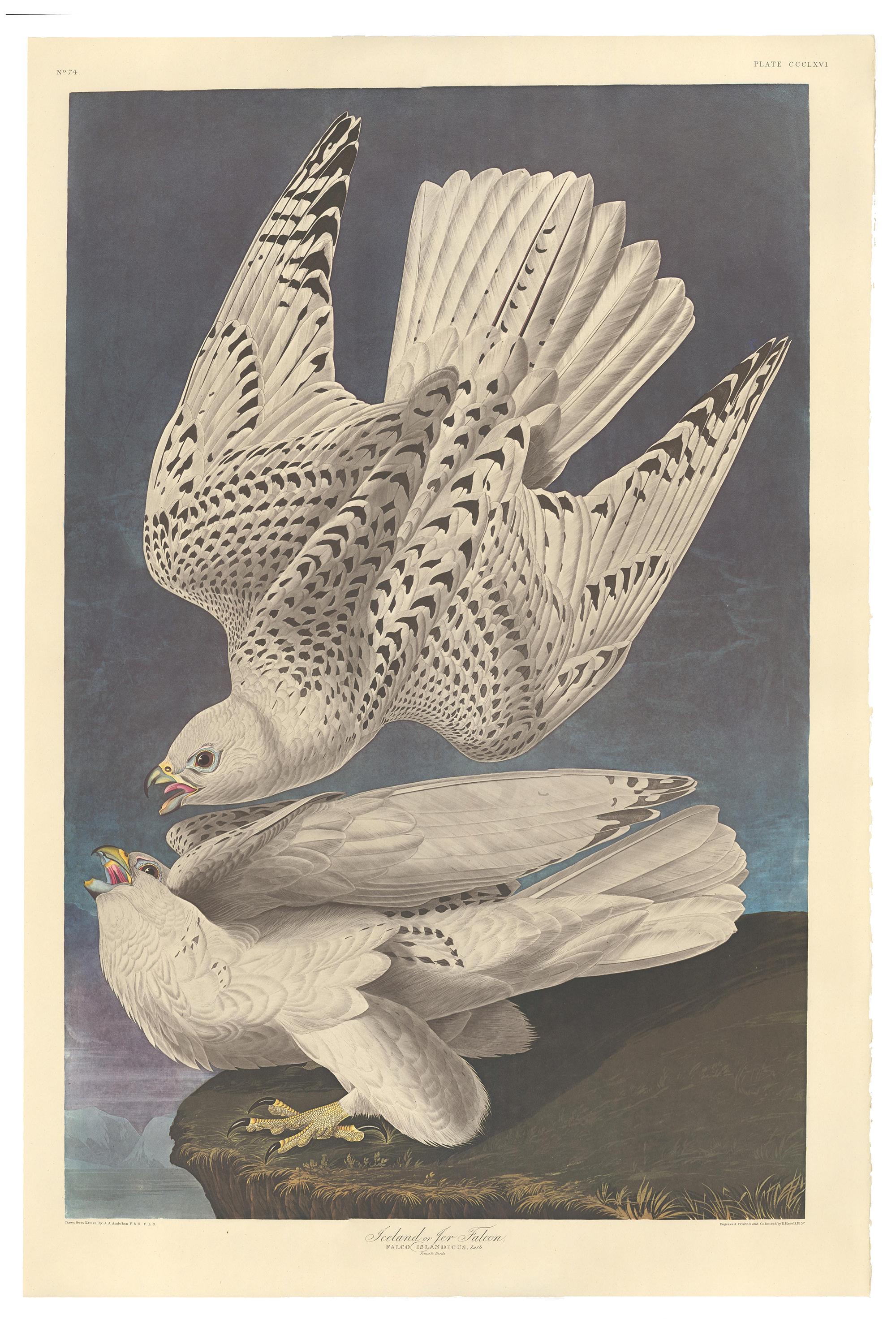 Lastra CCCLXVI, Falco d'Islanda o Gyr, riproduzione postuma di John James Audubon da Gli uccelli d'America, edizione Amsterdam, stampata ad Amsterdam, 1971-73. Stampa originale multicolore in offset. Filigrana "G Schut e Zonen" sul bordo inferiore