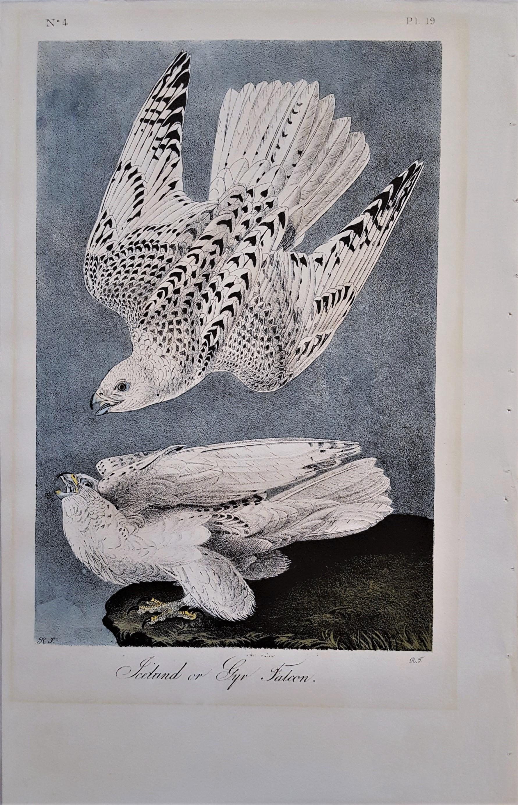 Iceland or Gyr Falcon - Victorian Print by John James Audubon