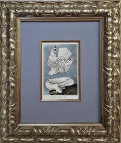 Iceland or Gyr Falcon