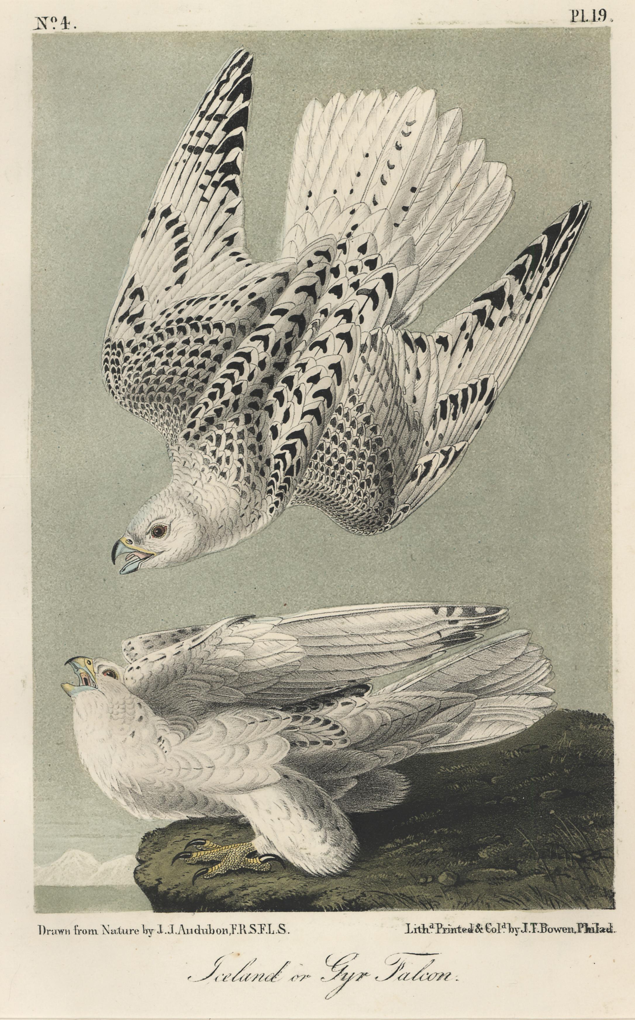 Iceland or Gyr Falcon - Print by John James Audubon