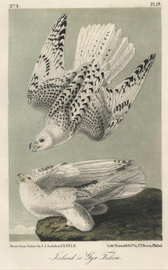 Iceland or Gyr Falcon